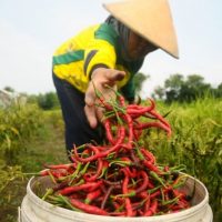 Petani Cabai