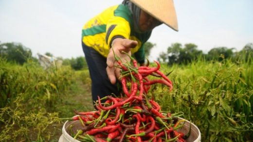 Petani Cabai