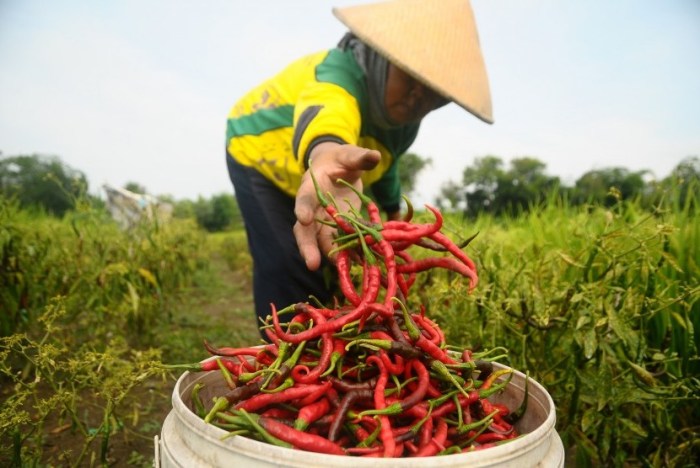 Petani Cabai