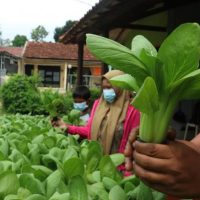 UMKM Pertanian: Dari Lahan Sempit Jadi Omzet Besar