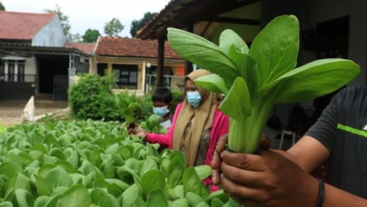 UMKM Pertanian: Dari Lahan Sempit Jadi Omzet Besar