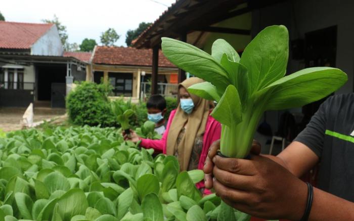 UMKM Pertanian: Dari Lahan Sempit Jadi Omzet Besar